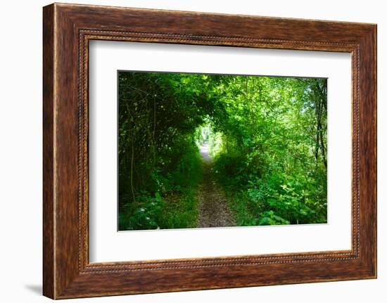 Italy, trail in the forest-Michele Molinari-Framed Photographic Print