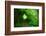 Italy, trail in the forest-Michele Molinari-Framed Photographic Print