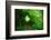 Italy, trail in the forest-Michele Molinari-Framed Photographic Print