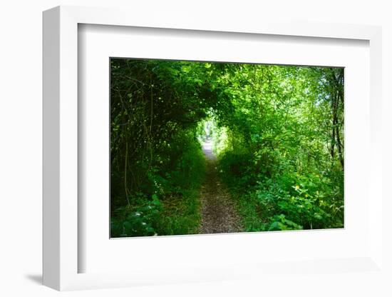 Italy, trail in the forest-Michele Molinari-Framed Photographic Print