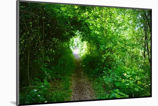 Italy, trail in the forest-Michele Molinari-Mounted Photographic Print