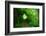 Italy, trail in the forest-Michele Molinari-Framed Photographic Print