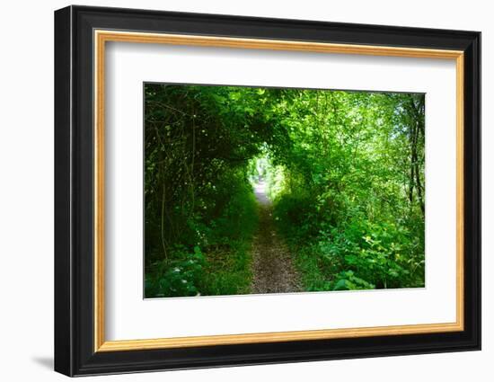 Italy, trail in the forest-Michele Molinari-Framed Photographic Print