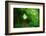 Italy, trail in the forest-Michele Molinari-Framed Photographic Print