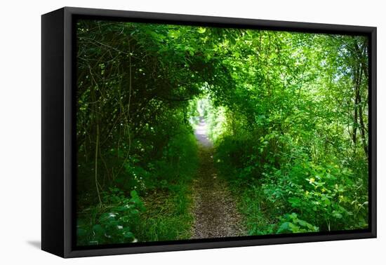 Italy, trail in the forest-Michele Molinari-Framed Premier Image Canvas