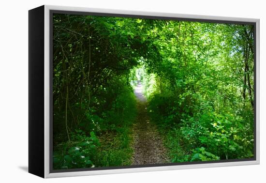 Italy, trail in the forest-Michele Molinari-Framed Premier Image Canvas