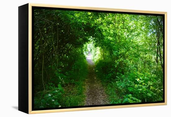 Italy, trail in the forest-Michele Molinari-Framed Premier Image Canvas