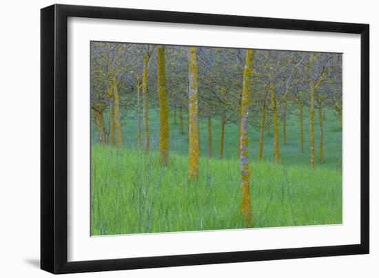 Italy Treescape-Art Wolfe-Framed Photographic Print