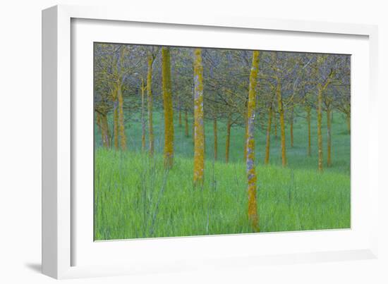 Italy Treescape-Art Wolfe-Framed Photographic Print
