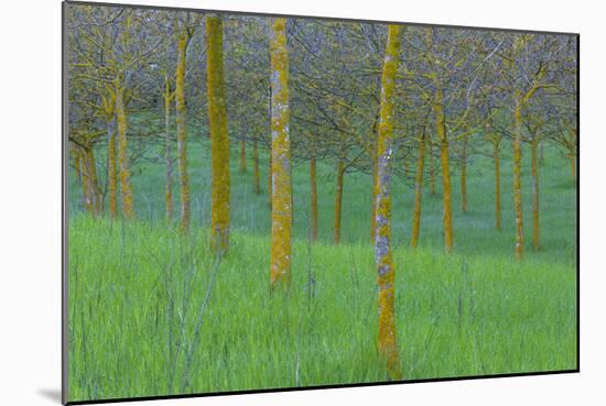 Italy Treescape-Art Wolfe-Mounted Photographic Print