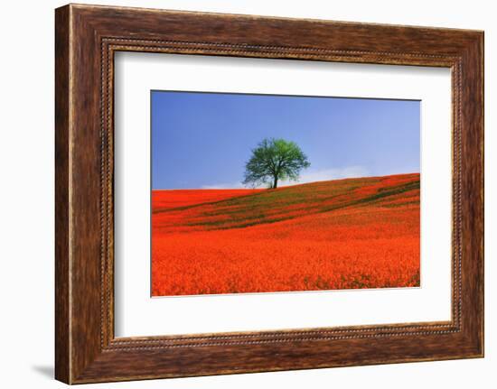 Italy, Tuscany. Abstract of oak tree on red flower-covered hillside-Jaynes Gallery-Framed Photographic Print