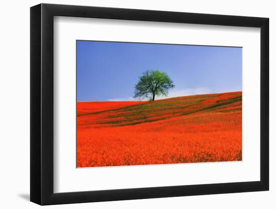 Italy, Tuscany. Abstract of oak tree on red flower-covered hillside-Jaynes Gallery-Framed Photographic Print