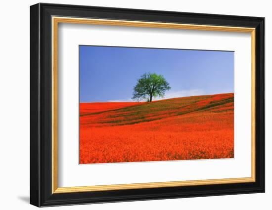 Italy, Tuscany. Abstract of oak tree on red flower-covered hillside-Jaynes Gallery-Framed Photographic Print