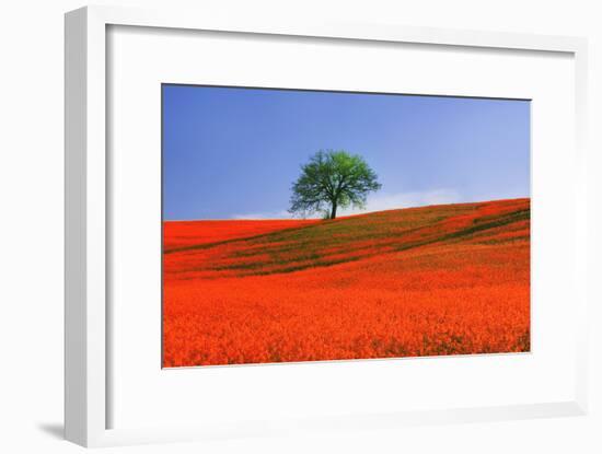 Italy, Tuscany. Abstract of oak tree on red flower-covered hillside-Jaynes Gallery-Framed Photographic Print