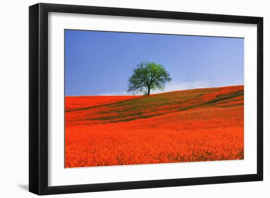 Italy, Tuscany. Abstract of oak tree on red flower-covered hillside-Jaynes Gallery-Framed Photographic Print