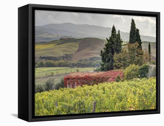 Italy, Tuscany. Autumn Ivy Covering a Building in a Vineyard-Julie Eggers-Framed Premier Image Canvas