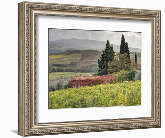 Italy, Tuscany. Autumn Ivy Covering a Building in a Vineyard-Julie Eggers-Framed Photographic Print