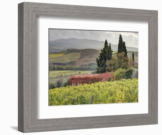 Italy, Tuscany. Autumn Ivy Covering a Building in a Vineyard-Julie Eggers-Framed Photographic Print