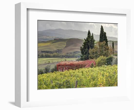 Italy, Tuscany. Autumn Ivy Covering a Building in a Vineyard-Julie Eggers-Framed Photographic Print