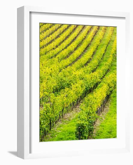 Italy, Tuscany, Autumn Vineyards in Southern Tuscany-Terry Eggers-Framed Photographic Print