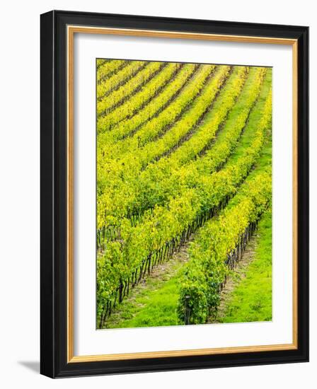 Italy, Tuscany, Autumn Vineyards in Southern Tuscany-Terry Eggers-Framed Photographic Print