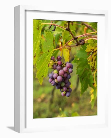 Italy, Tuscany, Chianti, Autumn, Harvest Grapes-Terry Eggers-Framed Photographic Print