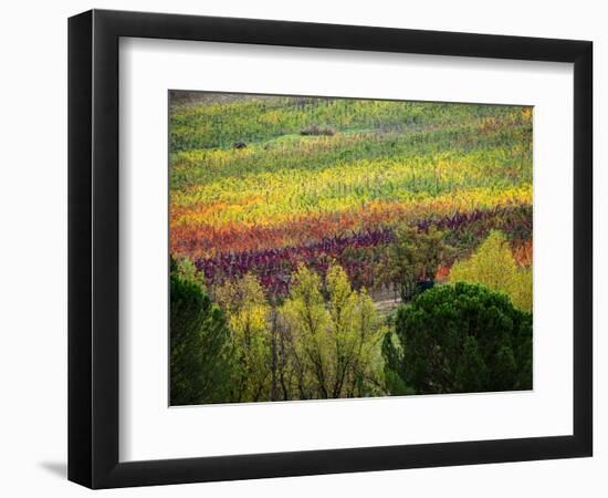 Italy, Tuscany, Chianti, Autumn Vineyard Rows-Terry Eggers-Framed Photographic Print