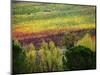 Italy, Tuscany, Chianti, Autumn Vineyard Rows-Terry Eggers-Mounted Photographic Print