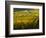 Italy, Tuscany, Chianti, Autumn Vineyard Rows-Terry Eggers-Framed Photographic Print