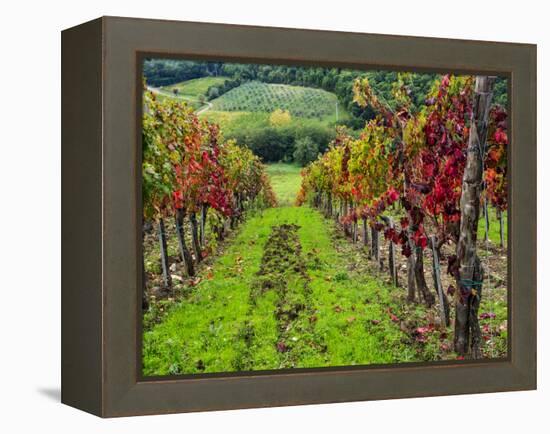 Italy, Tuscany, Chianti, Autumn Vineyard Rows-Terry Eggers-Framed Premier Image Canvas