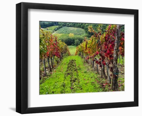 Italy, Tuscany, Chianti, Autumn Vineyard Rows-Terry Eggers-Framed Photographic Print