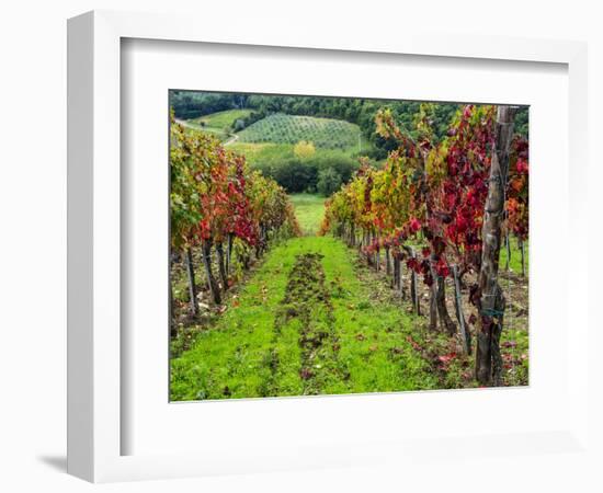 Italy, Tuscany, Chianti, Autumn Vineyard Rows-Terry Eggers-Framed Photographic Print