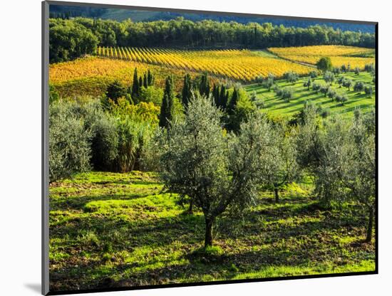 Italy, Tuscany, Chianti, Autumn Vineyard Rows-Terry Eggers-Mounted Photographic Print