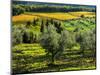 Italy, Tuscany, Chianti, Autumn Vineyard Rows-Terry Eggers-Mounted Photographic Print