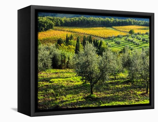 Italy, Tuscany, Chianti, Autumn Vineyard Rows-Terry Eggers-Framed Premier Image Canvas