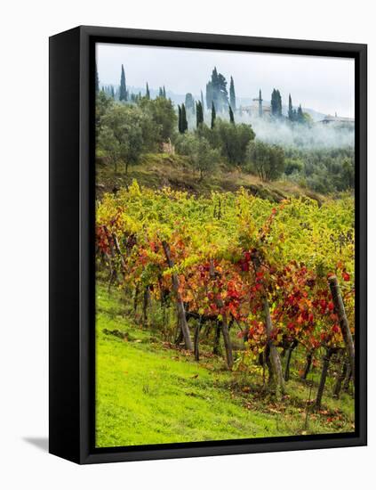 Italy, Tuscany, Chianti, Autumn Vineyard Rows-Terry Eggers-Framed Premier Image Canvas