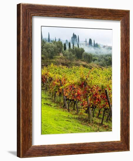 Italy, Tuscany, Chianti, Autumn Vineyard Rows-Terry Eggers-Framed Photographic Print