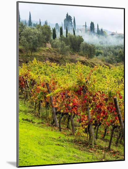 Italy, Tuscany, Chianti, Autumn Vineyard Rows-Terry Eggers-Mounted Photographic Print