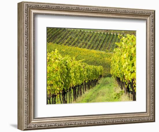 Italy, Tuscany, Chianti, Autumn Vineyard Rows-Terry Eggers-Framed Photographic Print