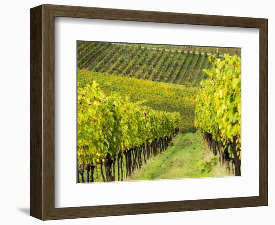 Italy, Tuscany, Chianti, Autumn Vineyard Rows-Terry Eggers-Framed Photographic Print