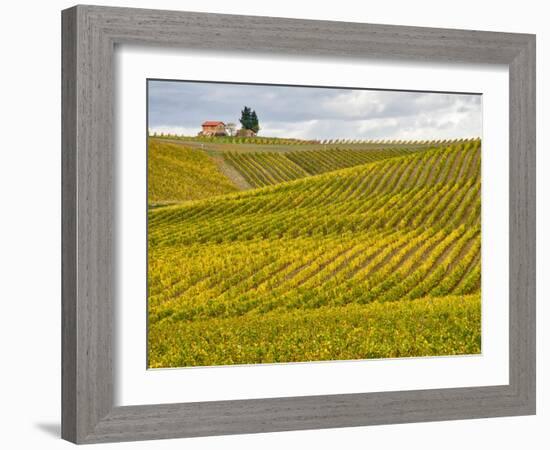 Italy, Tuscany. Colorful vineyard in autumn.-Julie Eggers-Framed Photographic Print