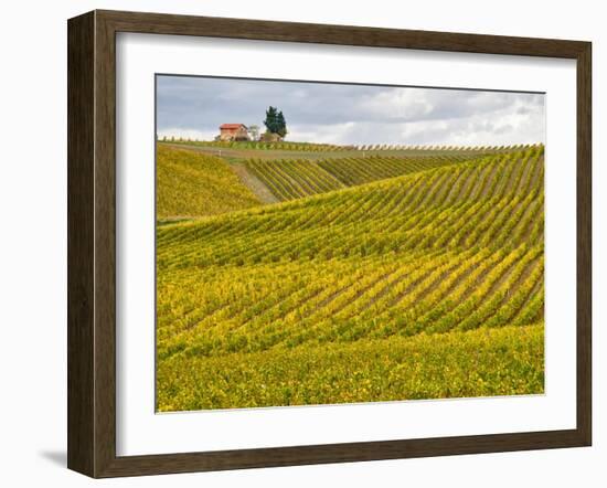 Italy, Tuscany. Colorful vineyard in autumn.-Julie Eggers-Framed Photographic Print