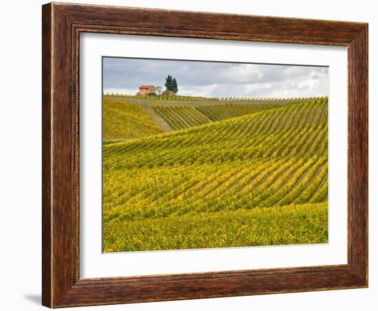 Italy, Tuscany. Colorful vineyard in autumn.-Julie Eggers-Framed Photographic Print