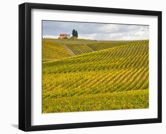 Italy, Tuscany. Colorful vineyard in autumn.-Julie Eggers-Framed Photographic Print