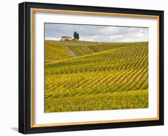 Italy, Tuscany. Colorful vineyard in autumn.-Julie Eggers-Framed Photographic Print