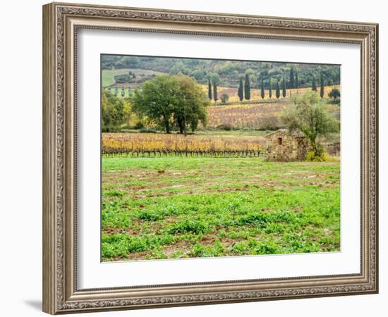 Italy, Tuscany. Colorful vineyard in autumn.-Julie Eggers-Framed Photographic Print