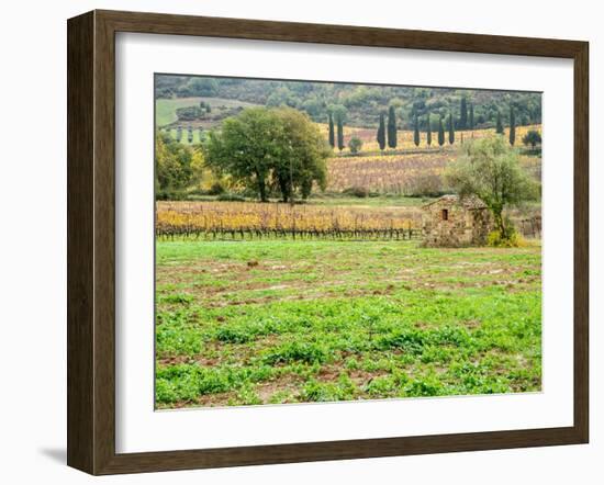 Italy, Tuscany. Colorful vineyard in autumn.-Julie Eggers-Framed Photographic Print