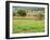 Italy, Tuscany. Colorful vineyard in autumn.-Julie Eggers-Framed Photographic Print