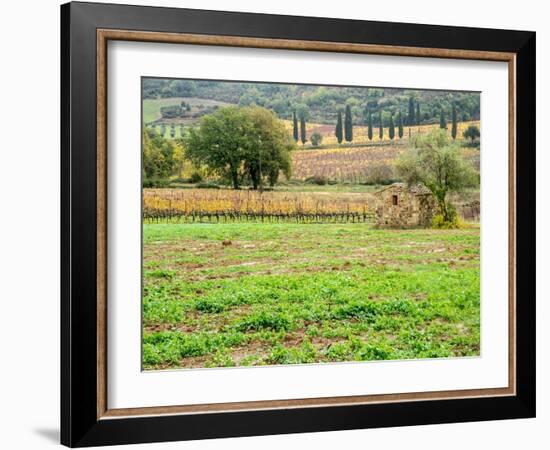 Italy, Tuscany. Colorful vineyard in autumn.-Julie Eggers-Framed Photographic Print