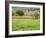 Italy, Tuscany. Colorful vineyard in autumn.-Julie Eggers-Framed Photographic Print